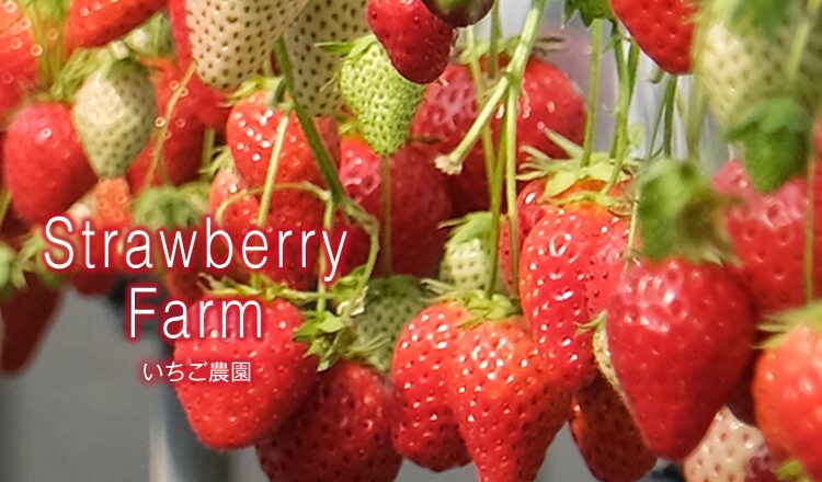 Strawberry Farm