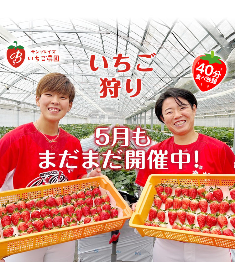 サンブレイズ　いちご農園